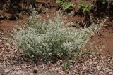 Galium mollugo