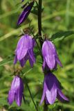 Campanula rapunculoides