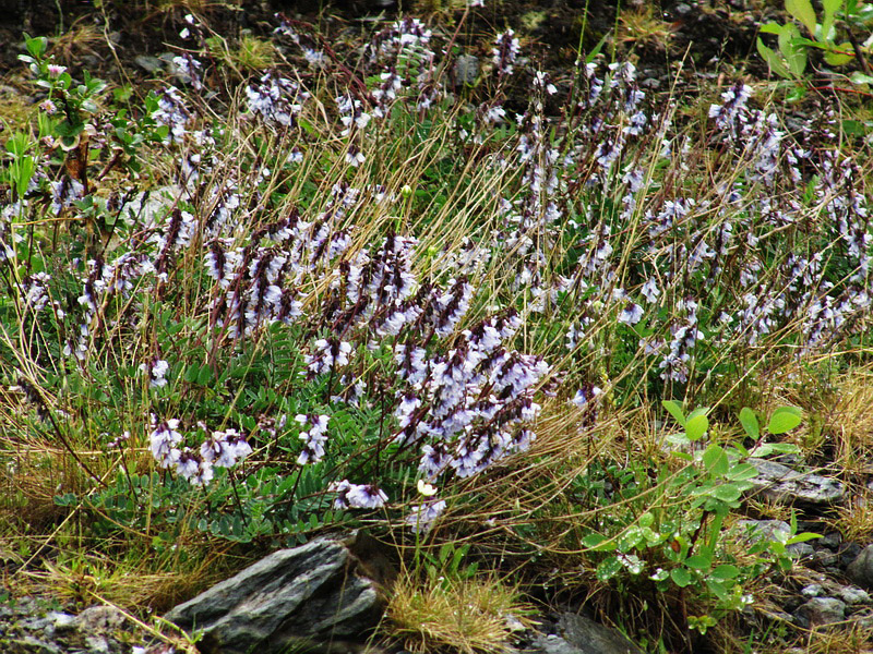 Изображение особи Astragalus norvegicus.