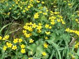 род Caltha