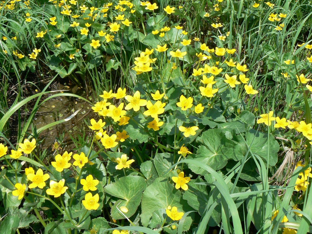 Изображение особи род Caltha.