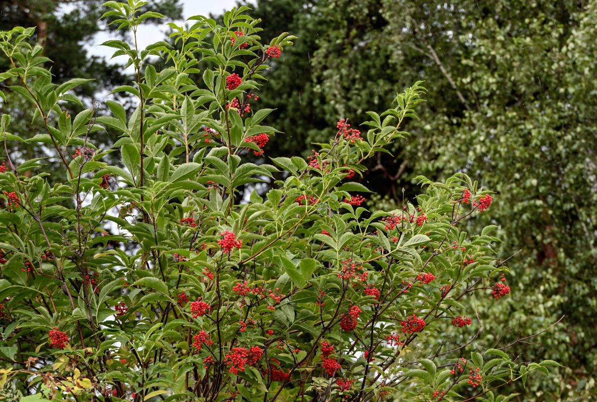 Image of Sambucus racemosa specimen.
