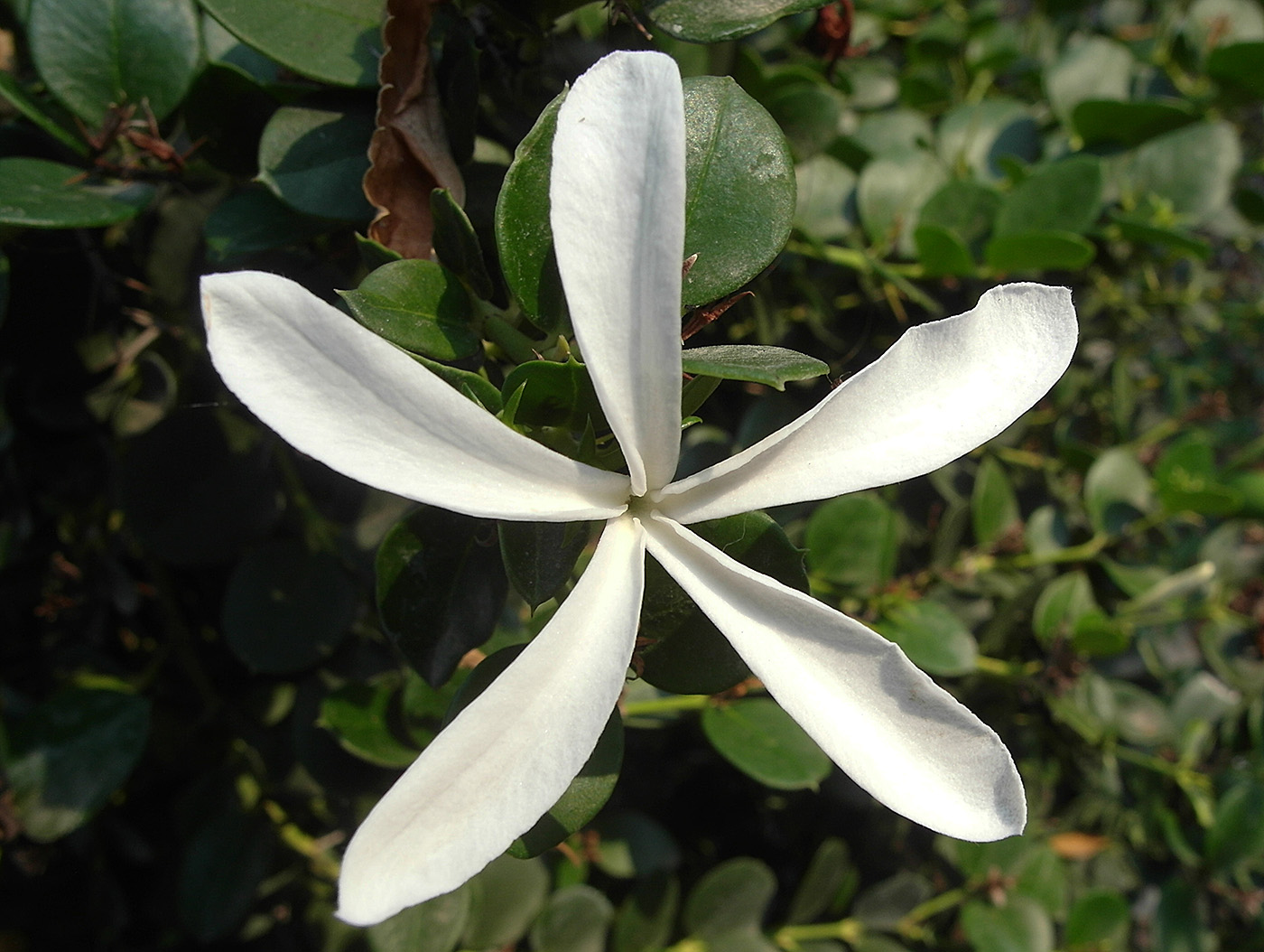 Изображение особи Carissa macrocarpa.