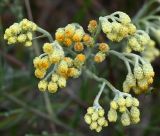 Helichrysum arenarium