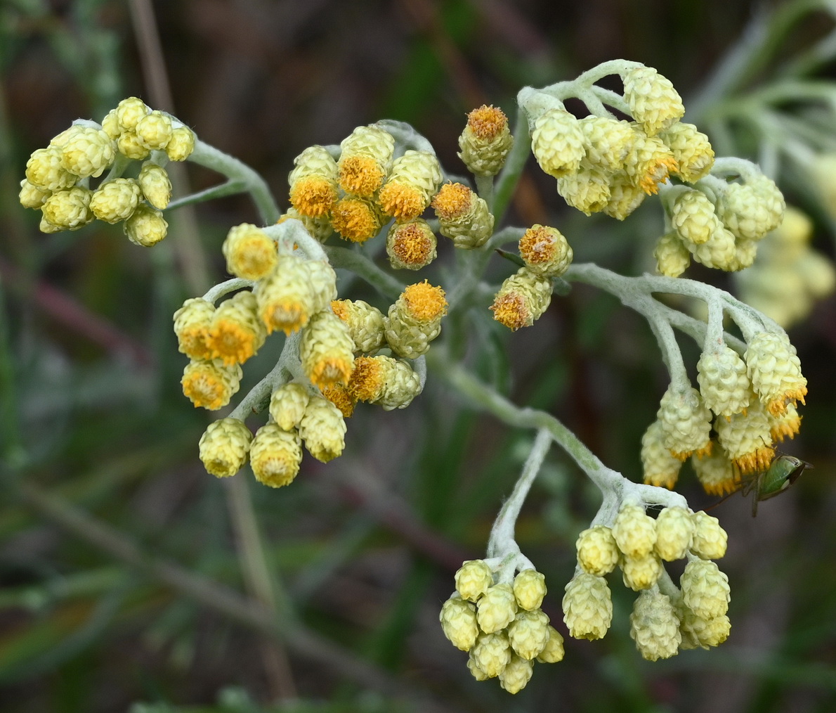 Изображение особи Helichrysum arenarium.