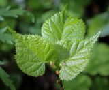 Tilia cordata. Молодые листья. Пермский край, г. Пермь, Свердловский р-н, м-н Липовая Гора, липовый лес. 25.05.2025.