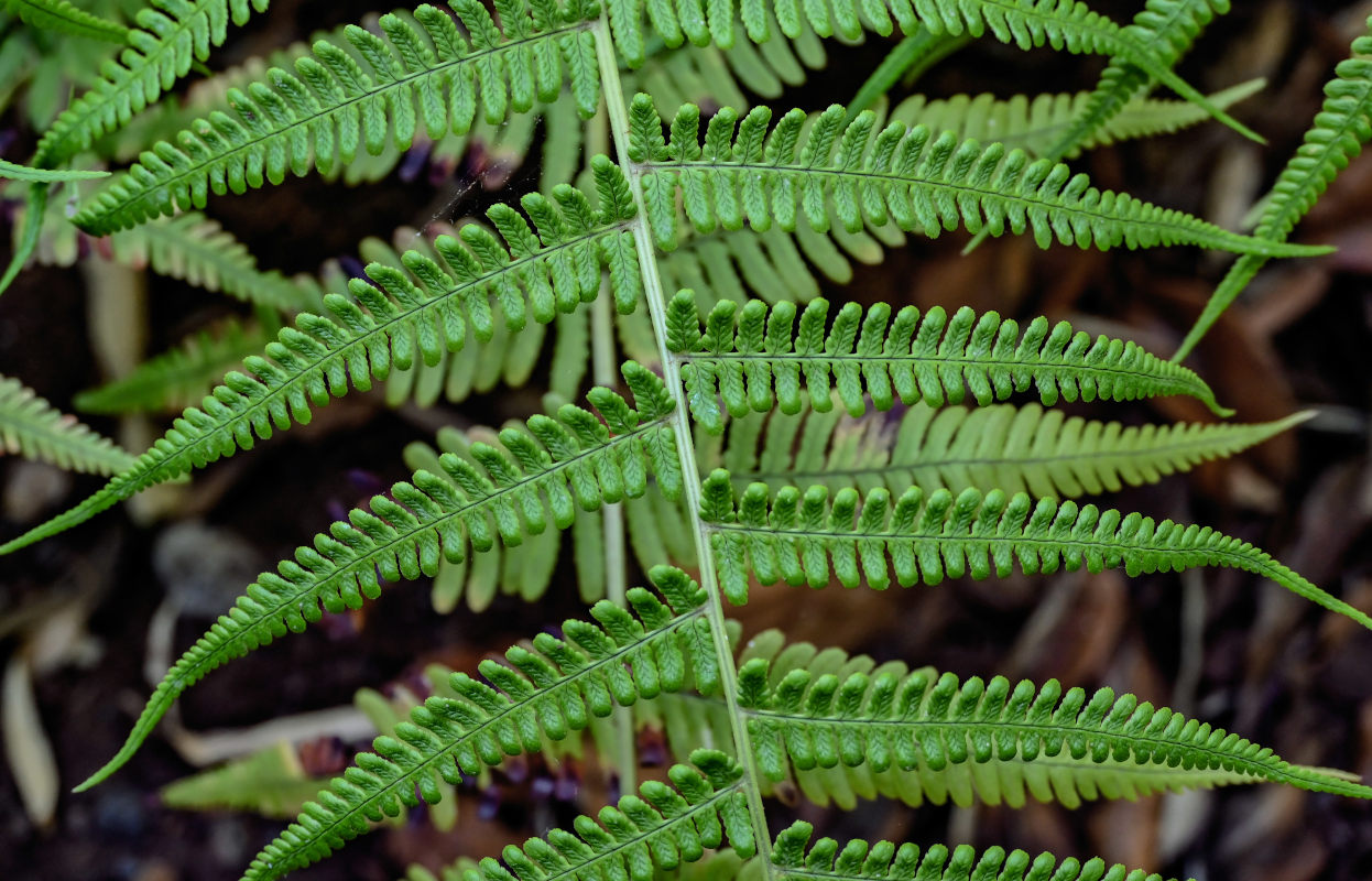 Image of Dryopteris aitoniana specimen.