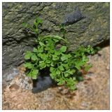 Asplenium ruta-muraria. Растение на городской стене. Чешская республика, г. Прага, 28.04.2008.