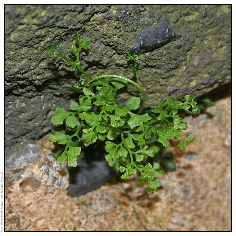Image of Asplenium ruta-muraria specimen.