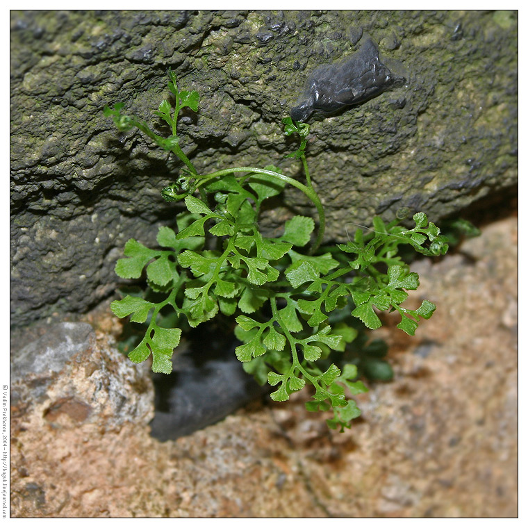 Изображение особи Asplenium ruta-muraria.