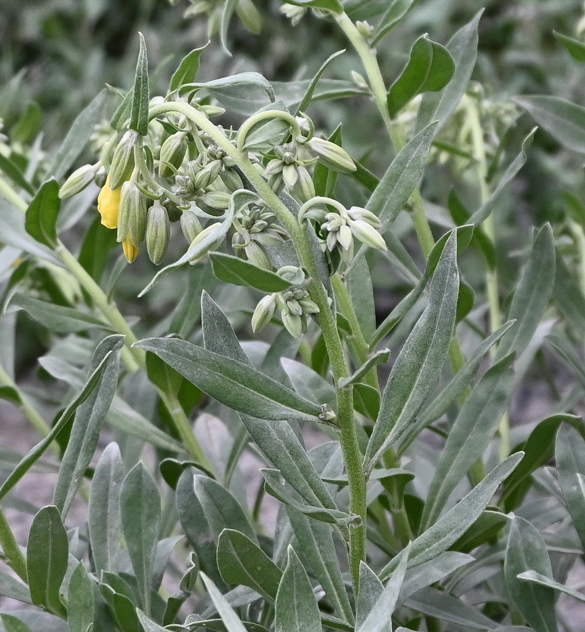 Изображение особи Onosma sericea.