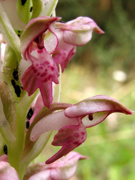 Image of Anacamptis coriophora ssp. fragrans specimen.