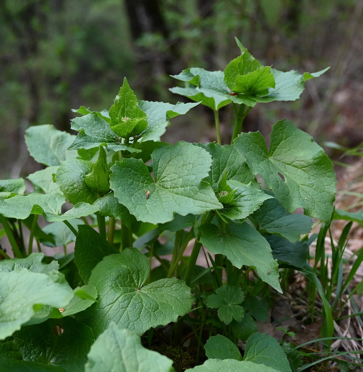 Изображение особи Valeriana alliariifolia.