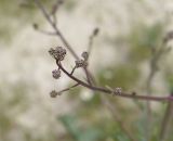 Image of taxon representative. Author is Александр Лебедев