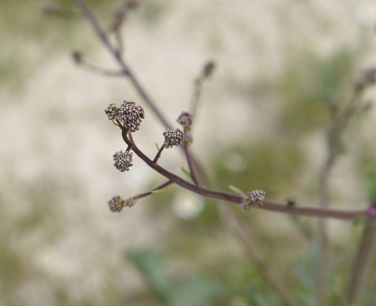 Image of genus Crambe specimen.