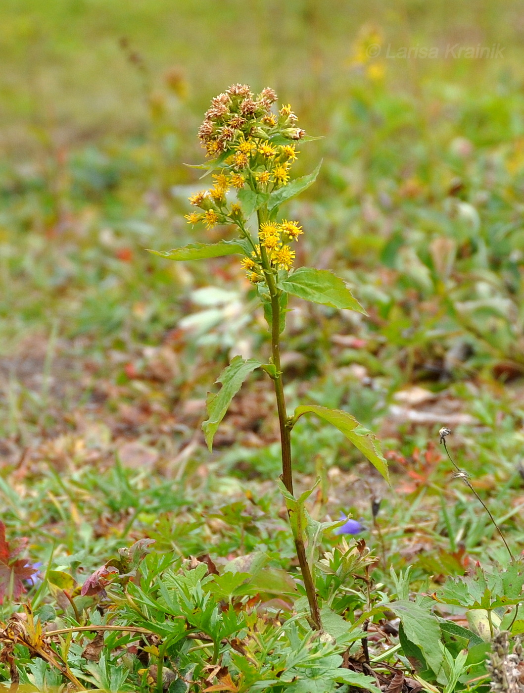 Image of Solidago cuprea specimen.