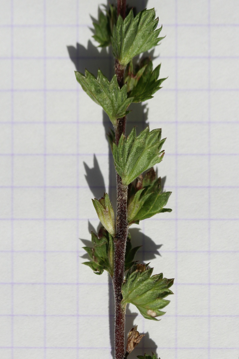 Изображение особи Euphrasia stricta.