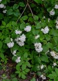 genus Philadelphus. Ветвь с соцветиями. Калининградская обл., г. Калининград, в культуре. 28.06.2025.