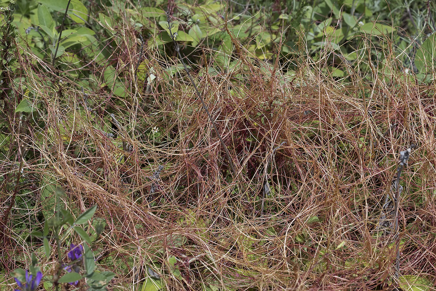 Image of genus Cuscuta specimen.