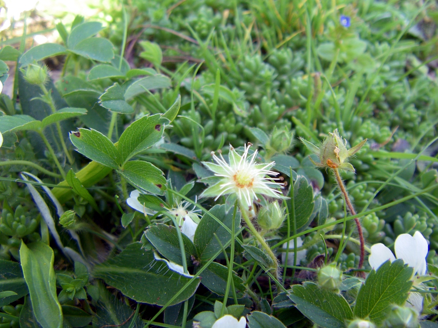 Image of Potentilla montana specimen.