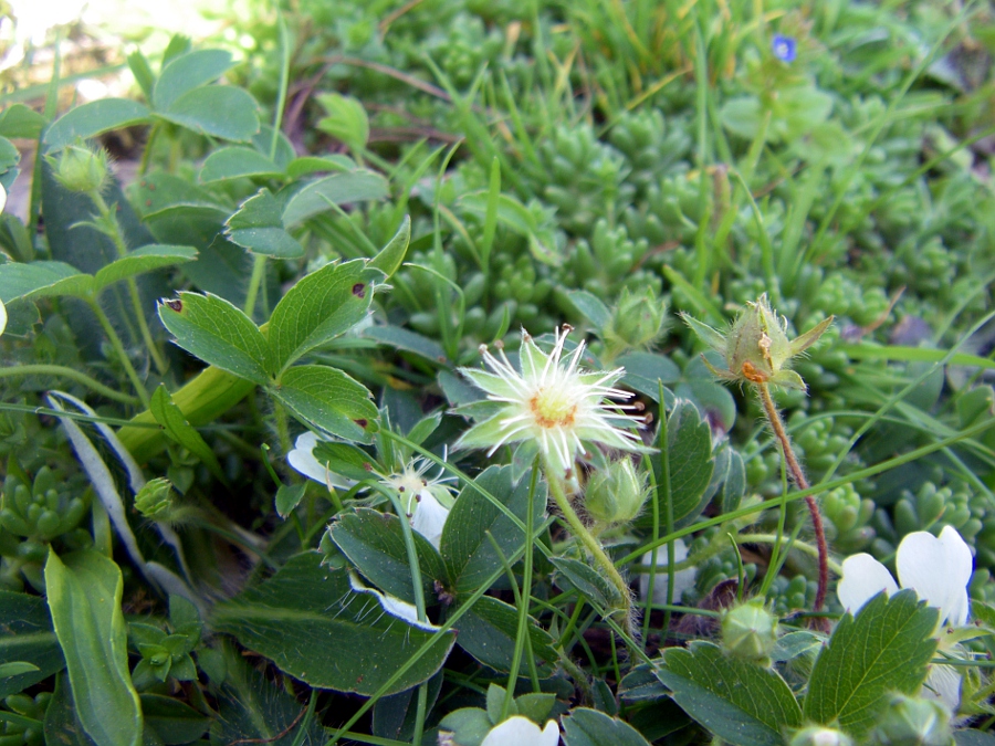 Изображение особи Potentilla montana.