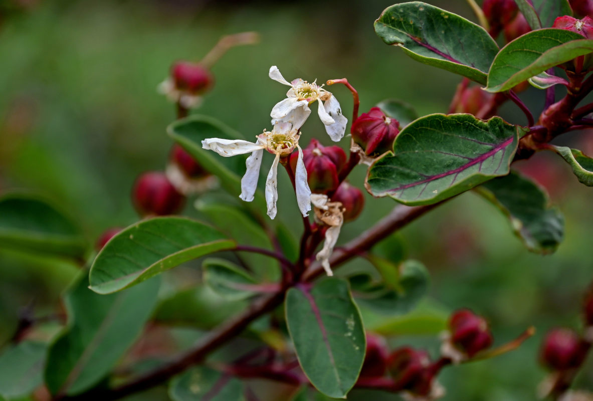 Изображение особи Exochorda racemosa.