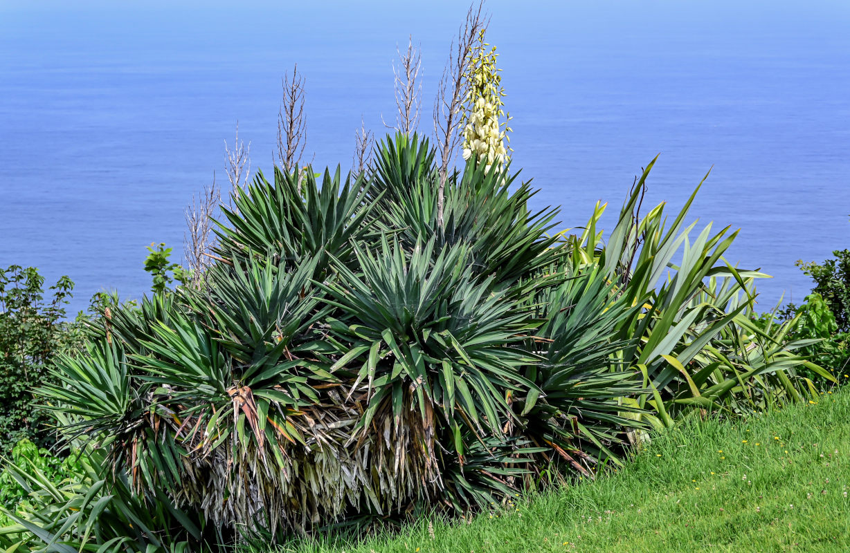 Изображение особи Yucca aloifolia.