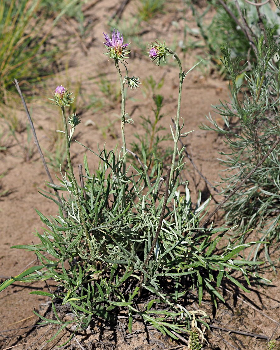 Image of Jurinea cyanoides specimen.