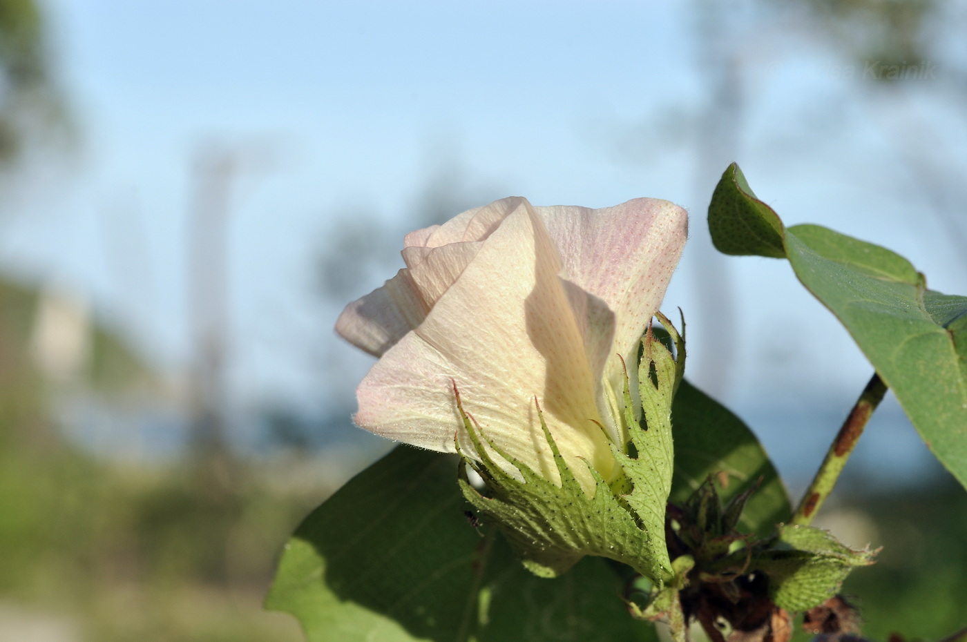 Изображение особи род Gossypium.