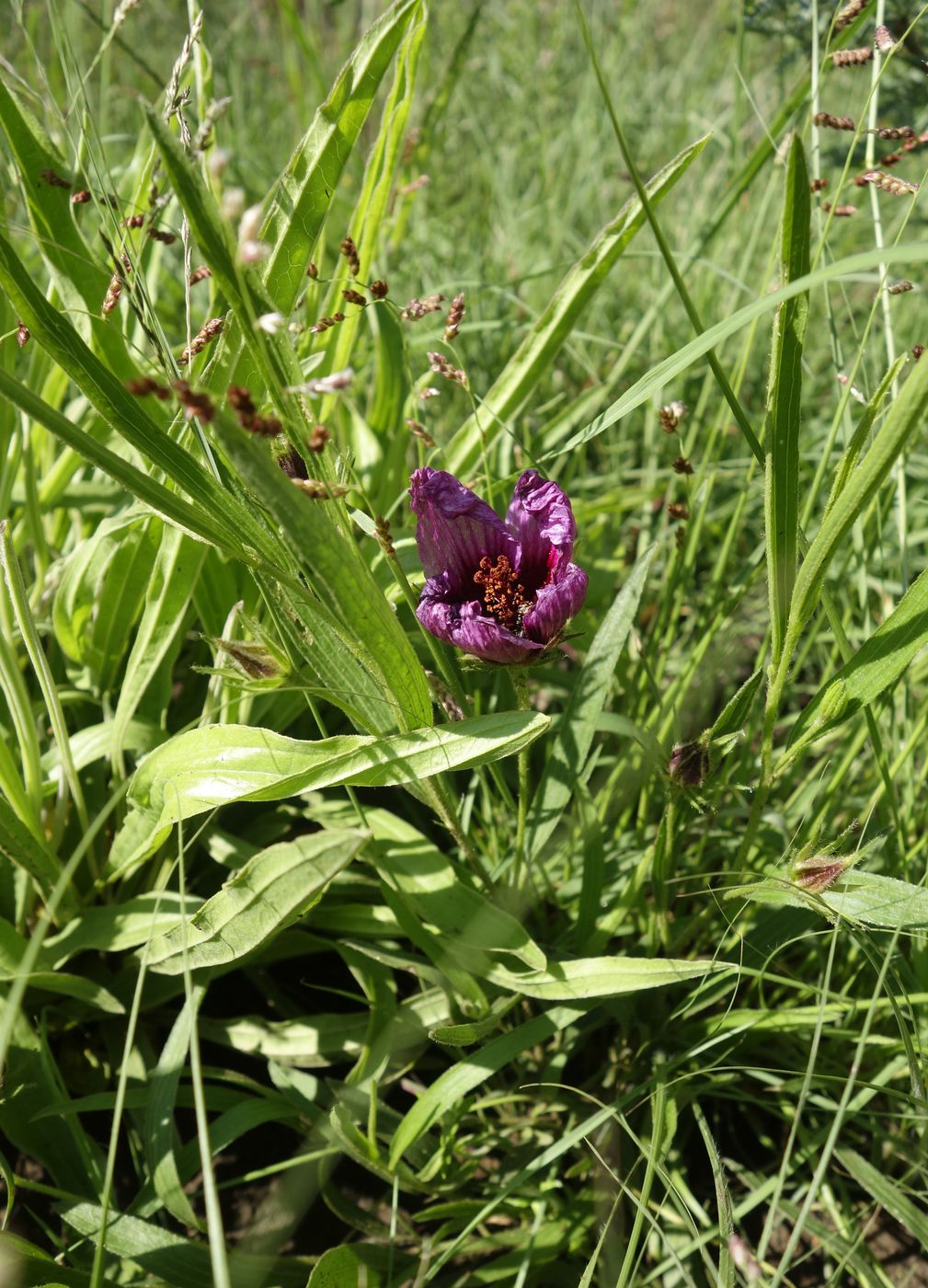 Image of Hibiscus malacospermus specimen.