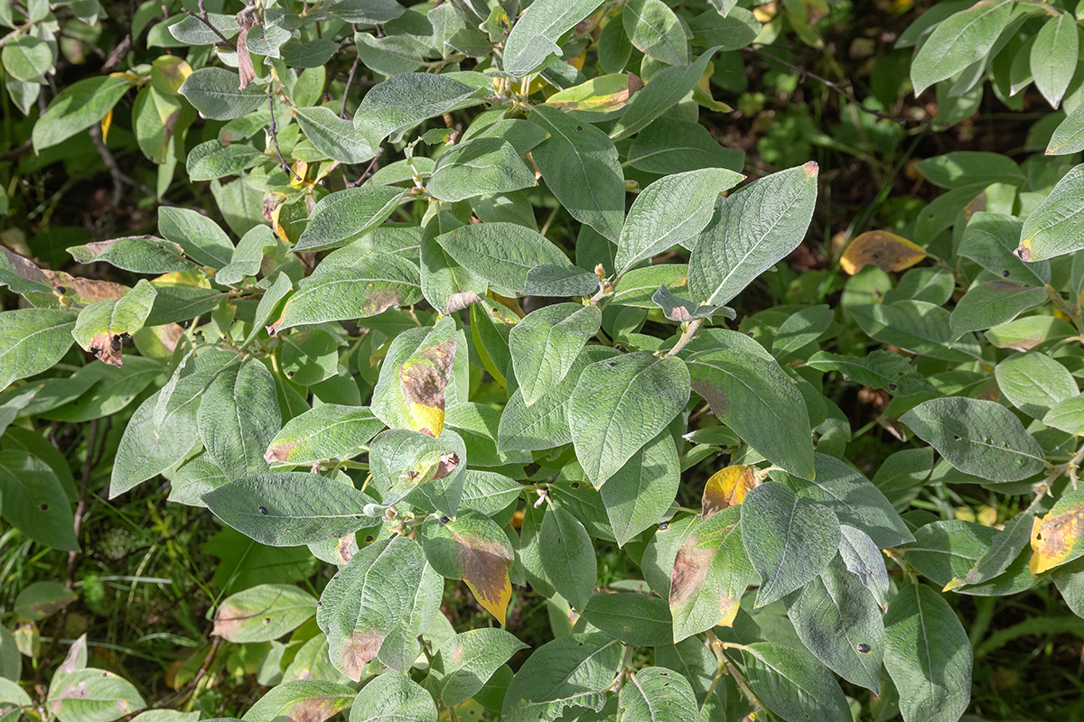 Изображение особи Salix lapponum.