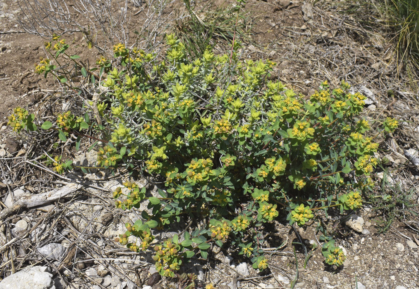 Изображение особи Euphorbia flavicoma.