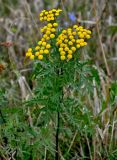 Tanacetum vulgare