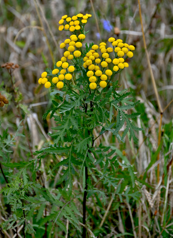Image of Tanacetum vulgare specimen.