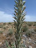 Eremurus inderiensis. Средняя часть соцветия. Казахстан, Туркестанская обл., Сузакский р-н, закаратауская подгорная равнина вблизи оз. Кызылколь, сухая щебнистая степь. 9 мая 2026 г.