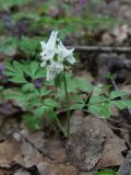 Corydalis solida. Цветущее растение (белоцветковая форма). Московская обл., Боровский курган. 01.05.2011.