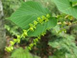 Acer tegmentosum. Соцветие. Хабаровский край, окр. г. Комсомольск-на-Амуре, смешанный лес. 24.05.2026.
