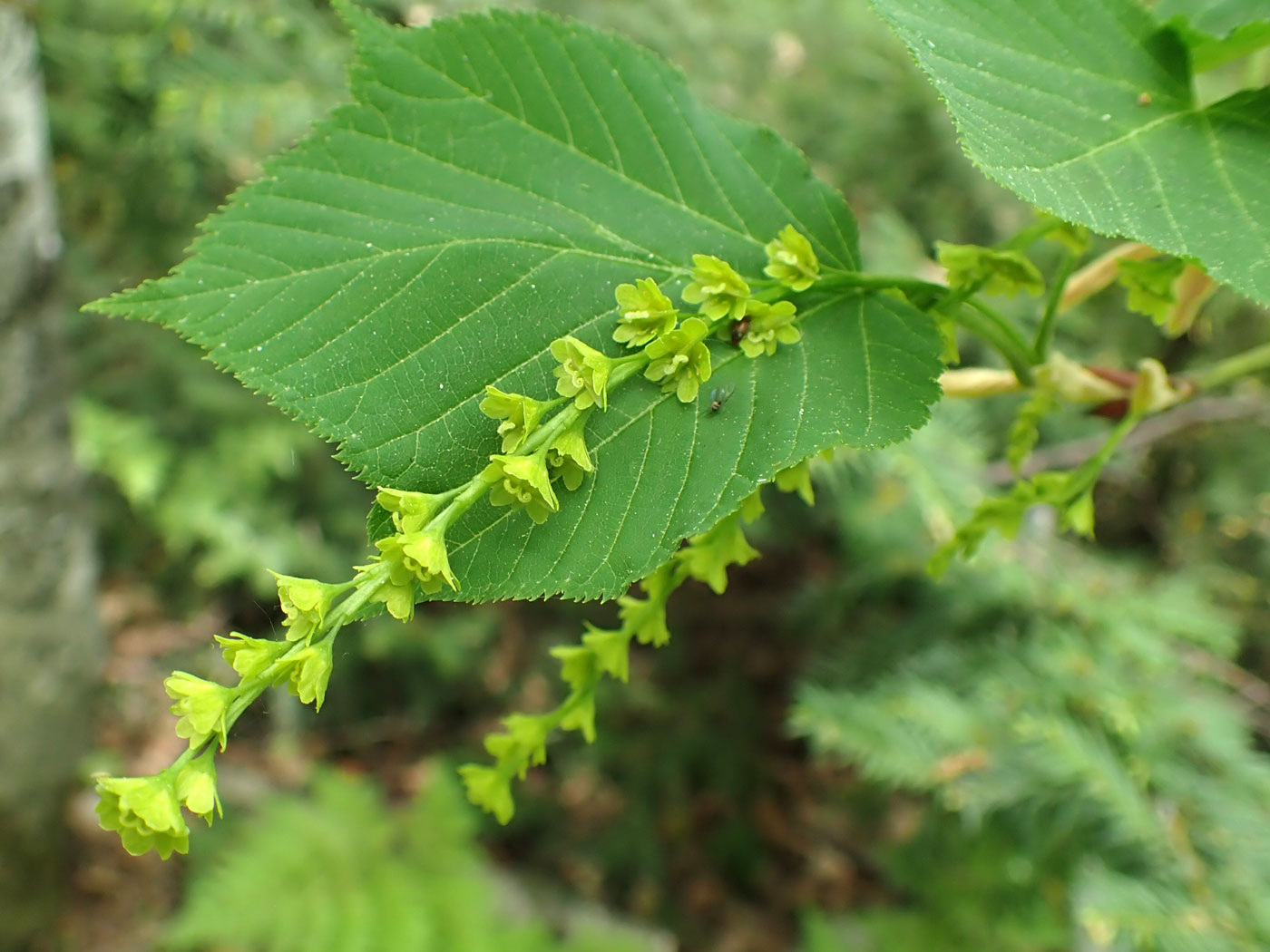 Image of Acer tegmentosum specimen.
