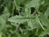 Sisymbrium officinale. Лист. Тульская обл., Заокский р-н, пос. Поленово, берег р. Ока. 04.07.2026.
