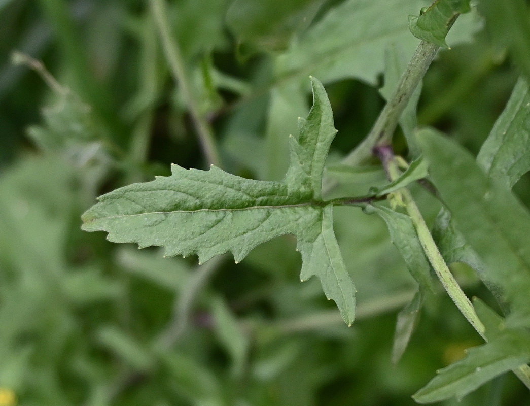 Изображение особи Sisymbrium officinale.