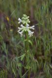 genus Stachys