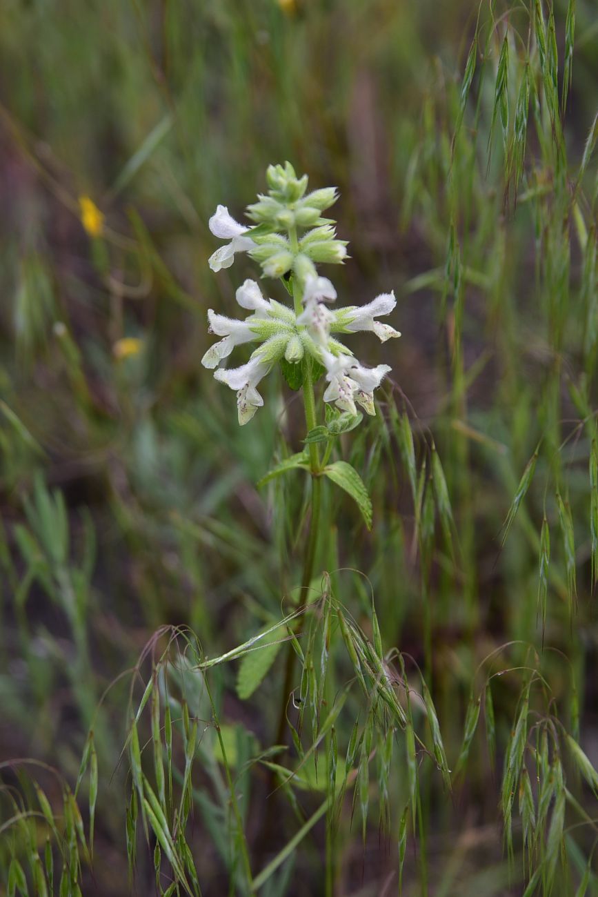 Image of Stachys annua specimen.