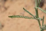 genus Achillea