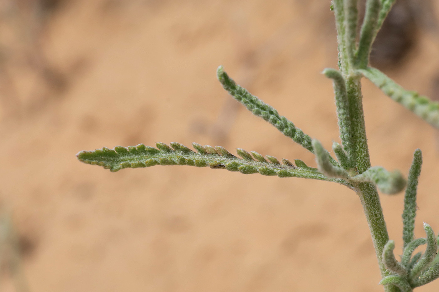 Image of genus Achillea specimen.