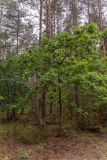 Quercus robur. Молодое дерево. Беларусь, Брестская обл., Каменецкий р-н, окр. дер. Бобинка, смешанный сосново-лиственный лес. 02.07.2026.