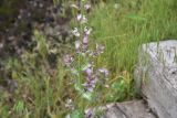 Salvia sclarea
