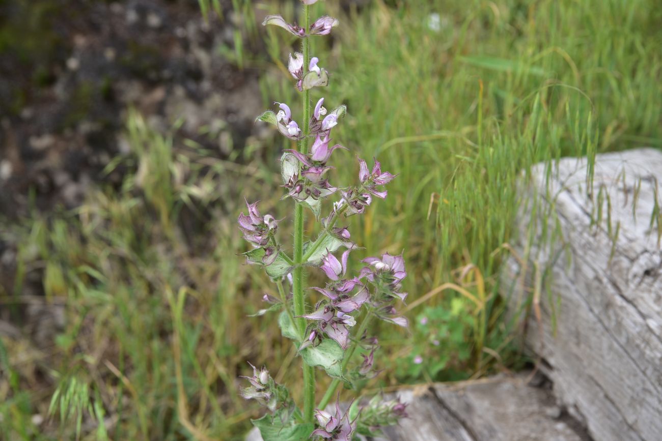 Image of Salvia sclarea specimen.