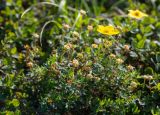 Dasiphora fruticosa