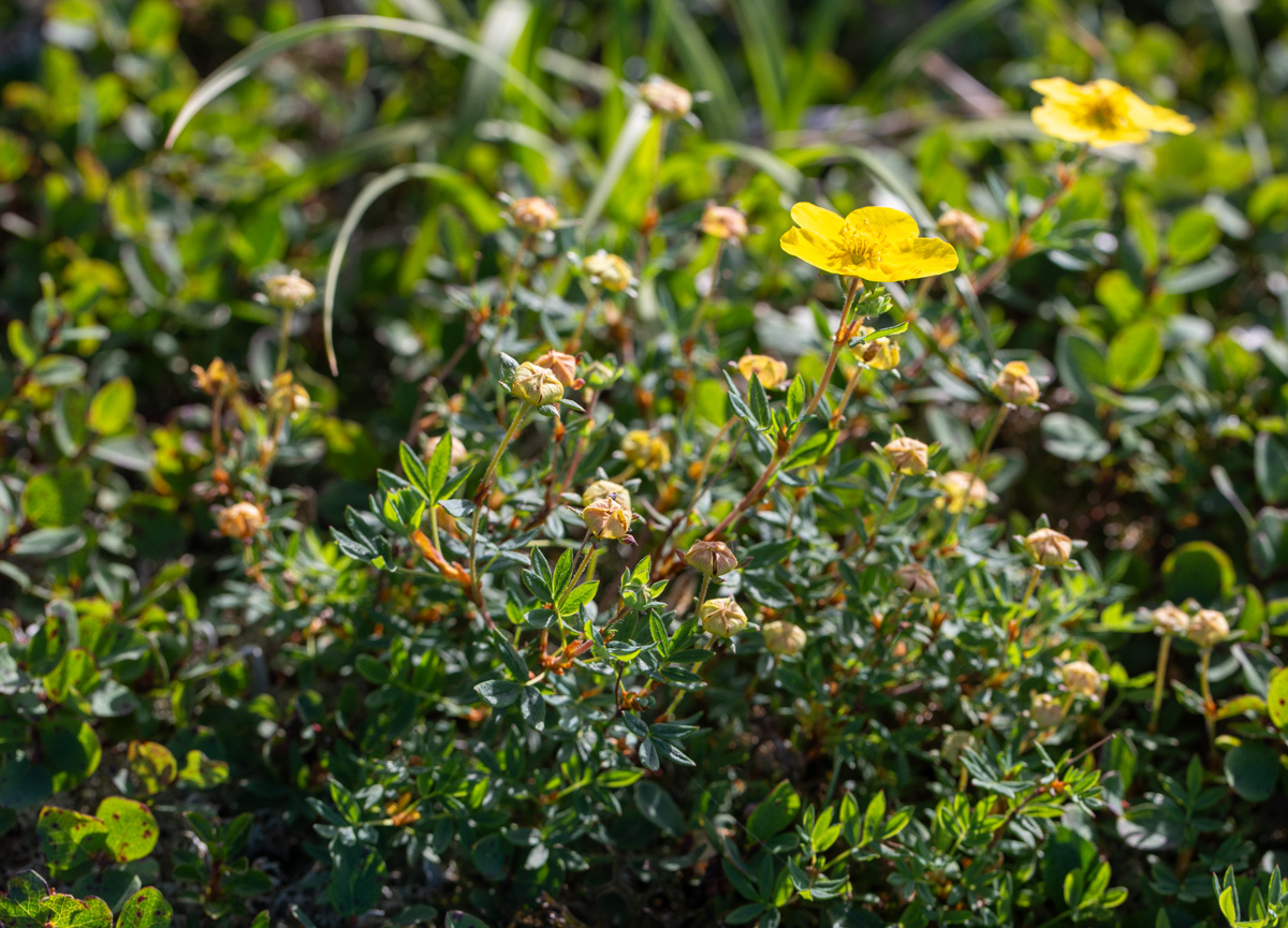 Изображение особи Dasiphora fruticosa.