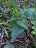 Lamium maculatum